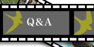 Q&A