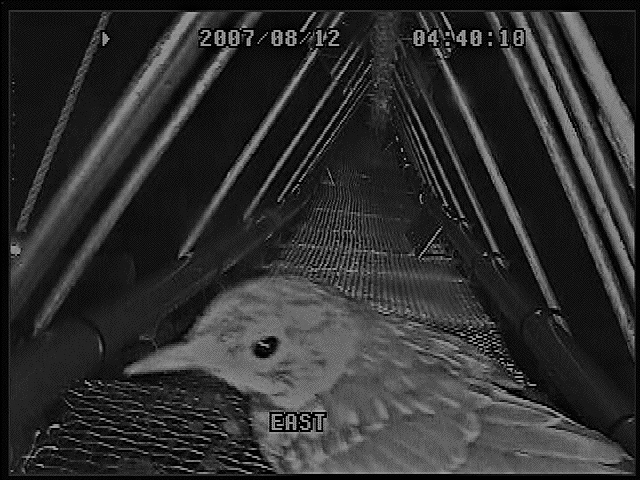 アニマルパスウェイを利用する野鳥