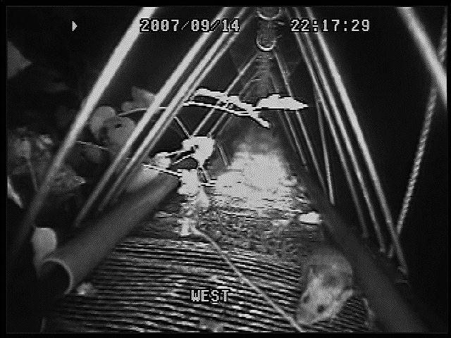 アニマルパスウェイを渡るヒメネズミ